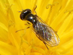 Platycheirus obscurus