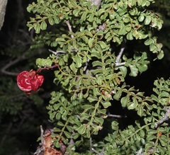 Erythrophysa alata