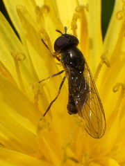 Platycheirus obscurus
