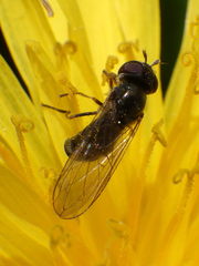 Platycheirus obscurus