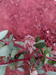 Leptodesmia congesta