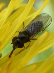 Platycheirus obscurus