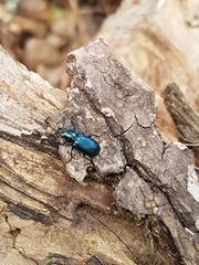 Platycerus caprea