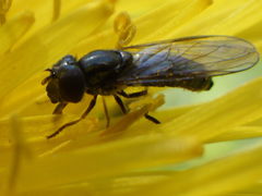 Platycheirus obscurus
