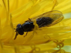 Platycheirus obscurus