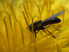 Platycheirus obscurus