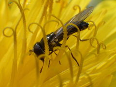 Platycheirus obscurus