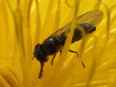 Platycheirus obscurus