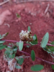 Leptodesmia congesta