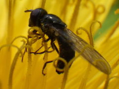 Platycheirus obscurus