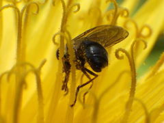 Platycheirus obscurus