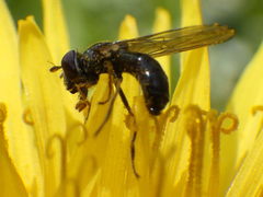 Platycheirus obscurus