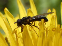 Platycheirus obscurus
