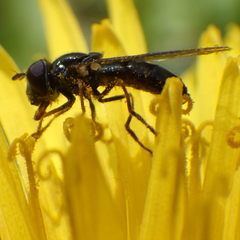 Platycheirus obscurus