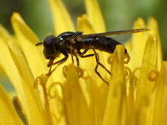 Platycheirus obscurus
