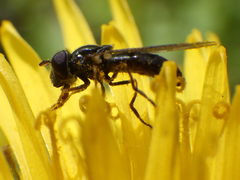 Platycheirus obscurus