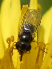 Platycheirus obscurus