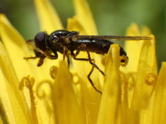 Platycheirus obscurus