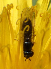 Platycheirus obscurus