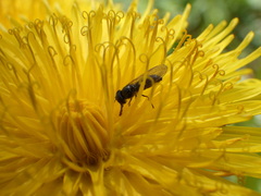 Platycheirus obscurus