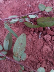 Leptodesmia congesta