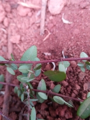 Leptodesmia congesta