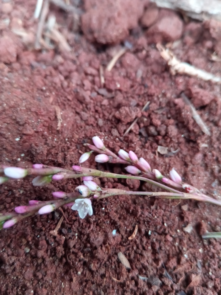 Polygonum foliosum