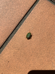 Palomena prasina