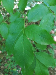 Fraxinus ornus