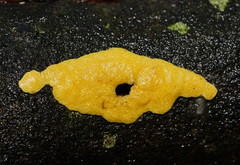 Trichoderma victoriense