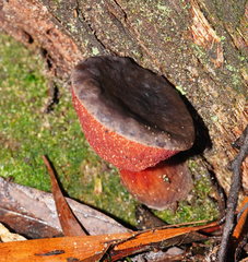 Boletus barragensis