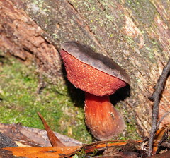 Boletus barragensis