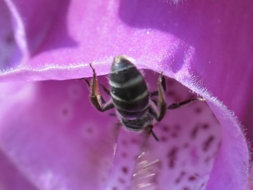 Ashy Furrow Bee, Groesbeek, Nederland, photo 9 of 10
