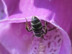 Lasioglossum sexnotatum