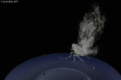 Ricaniidae