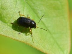 Cryptocephalus ocellatus