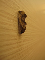 Oraesia emarginata