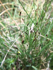Schoenus ferrugineus