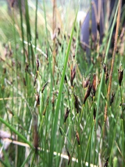 Schoenus ferrugineus