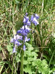 Hyacinthoides