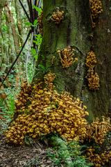 Armillaria limonea