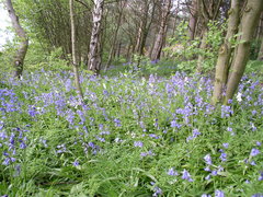 Hyacinthoides