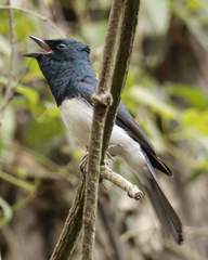 Myiagra cyanoleuca