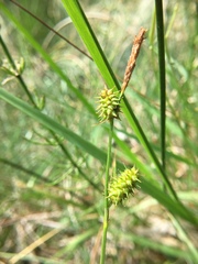 Carex lepidocarpa