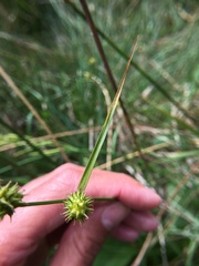 Carex lepidocarpa