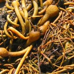 Lessoniaceae