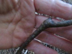 Parsonsia heterophylla