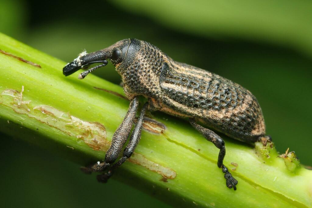 Cylindralcides major
