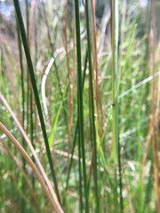 Juncus subnodulosus