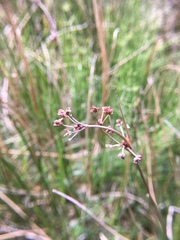 Juncus subnodulosus